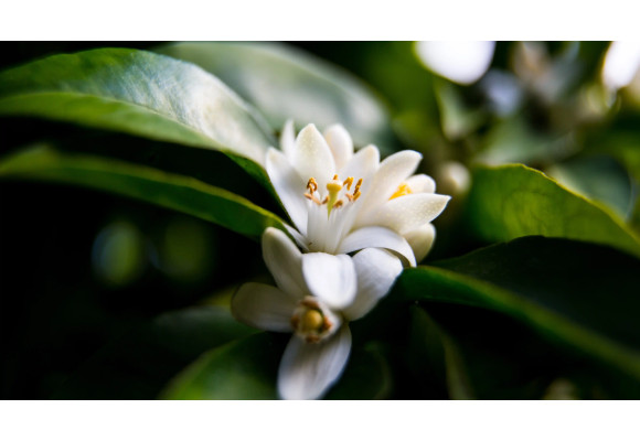 Olejek neroli - zapach kwiatu pomarańczy