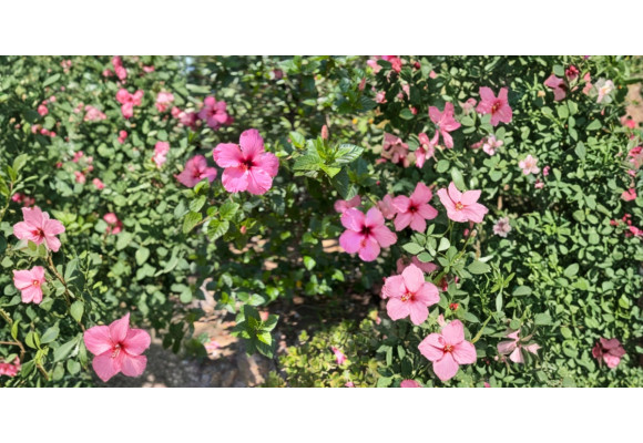 Hibiskus – symbolika i znaczenie. Co oznacza ten niezwykły kwiat?